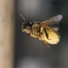 Gutschein für Mauerbienenkokons