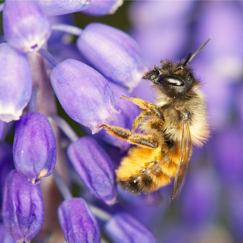 Mauerbienenkokons - Rostrote Mauerbiene