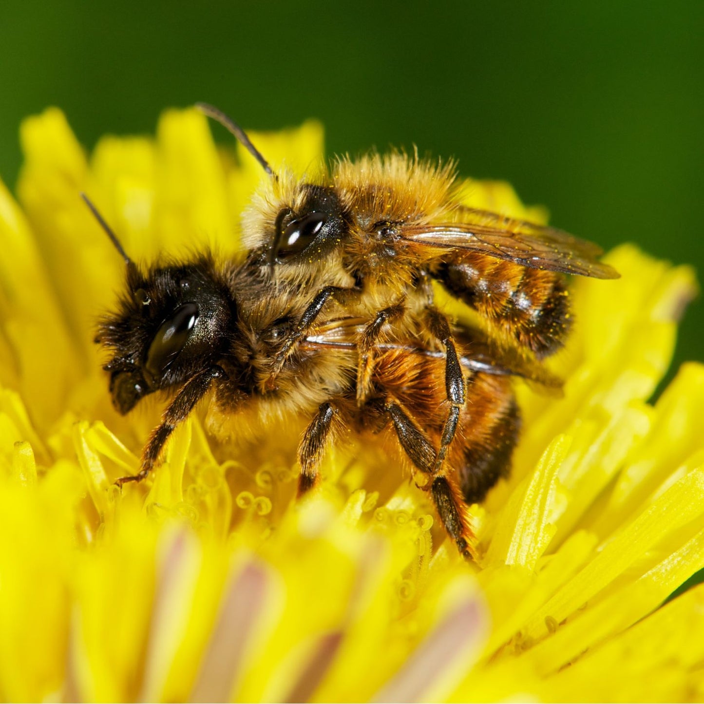 
                  
                    Startpopulation - Rostrote Mauerbiene
                  
                