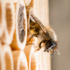 Gutschein für Mauerbienenkokons