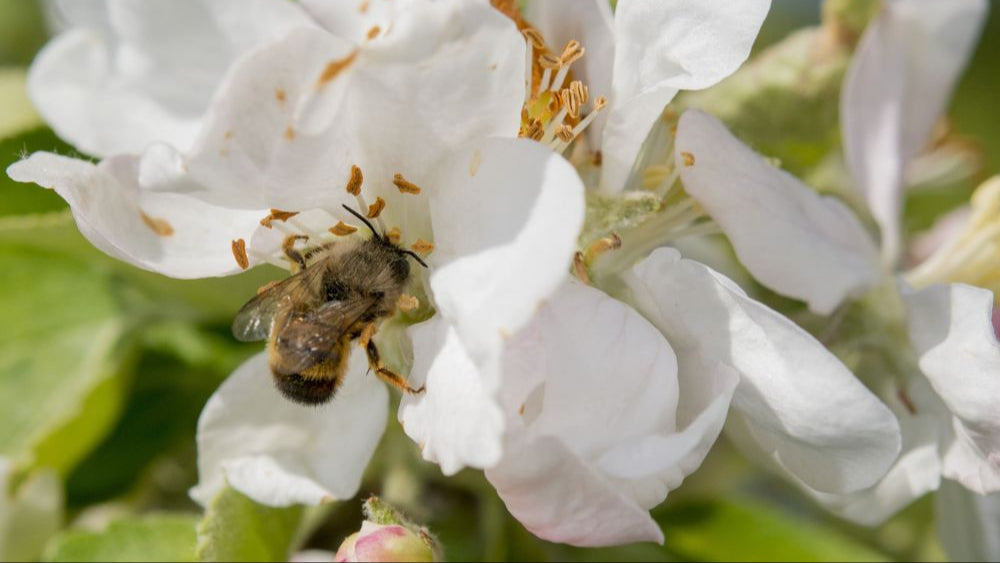 Wildbiene + Partner (Pollinature GmbH)