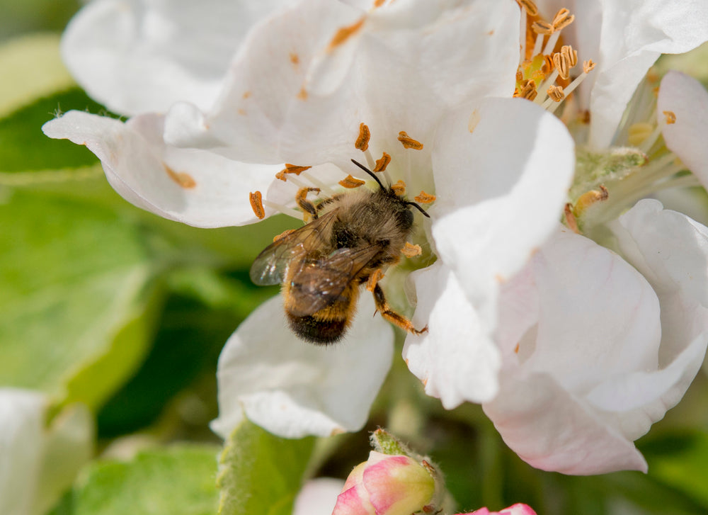 Wildbiene + Partner (Pollinature GmbH)