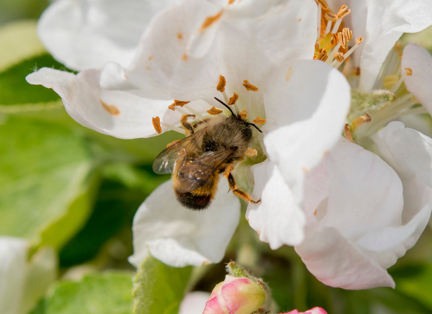Wildbiene + Partner (Pollinature GmbH)
