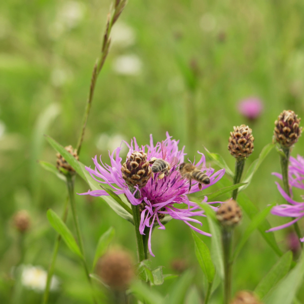 Samenmischung fr Wildbienen
