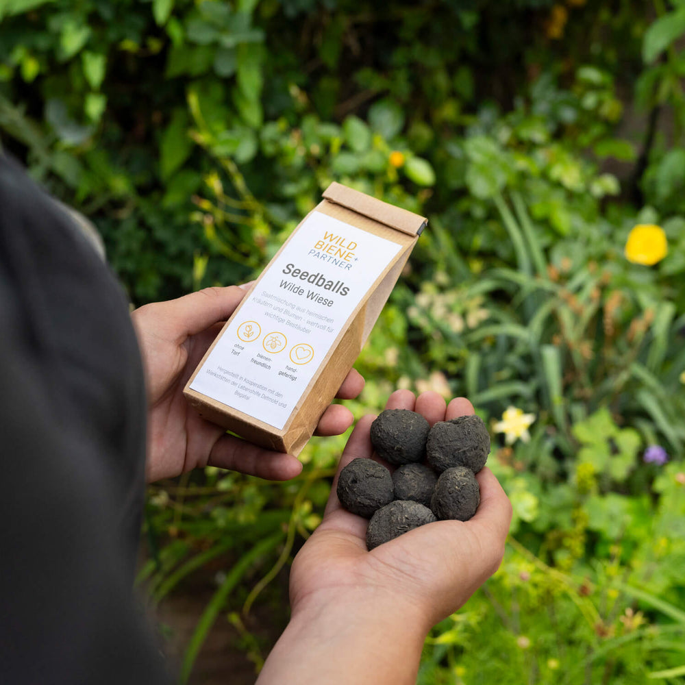 6 Seedballs “Wilde Wiese” – Wildbiene