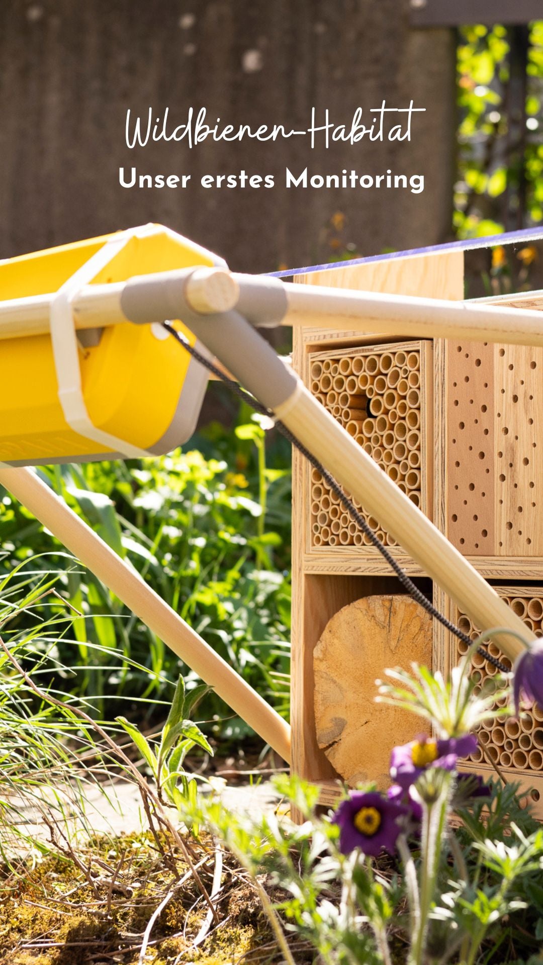 Wildbienen Monitoring