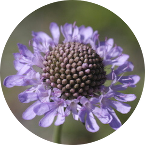 Tauben-Skabiose (Scabiosa columbaria), Wildblumen für Wildbienen, BeeHome