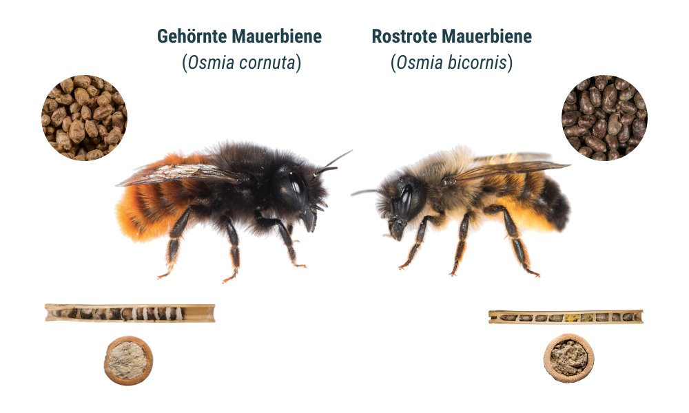 Wildbiene + Partner (Pollinature GmbH)