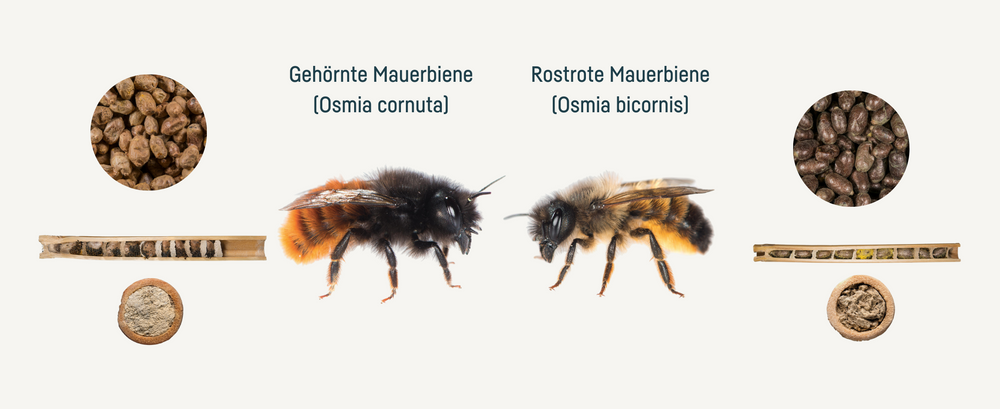 Wildbiene + Partner (Pollinature GmbH)