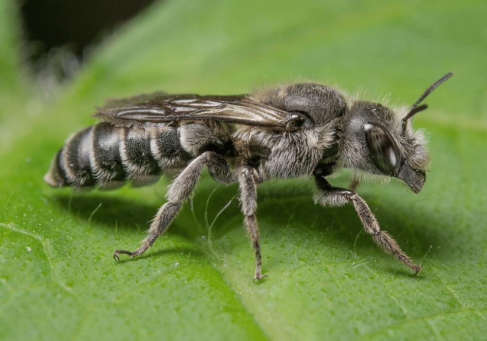 Wildbiene + Partner (Pollinature GmbH)