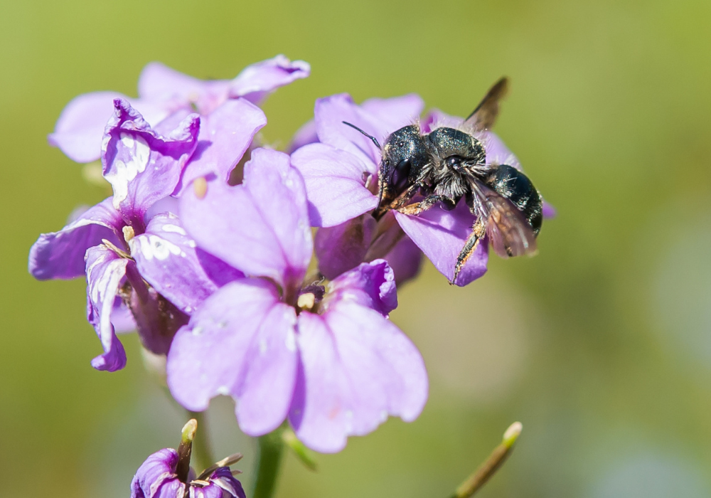 Wildbiene + Partner (Pollinature GmbH)