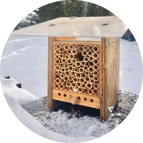 5. Wildbienen im BeeHome überwintern