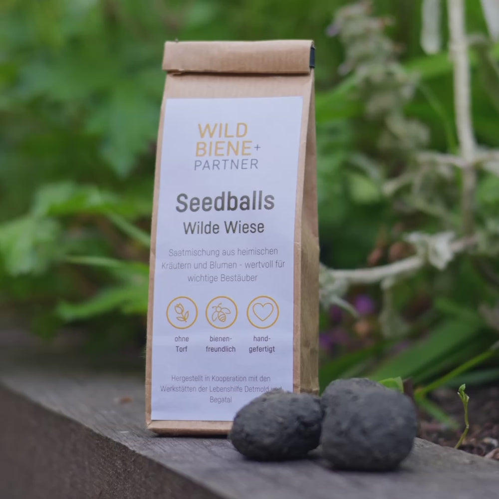 6 Seedballs “Wilde Wiese” – Wildbiene