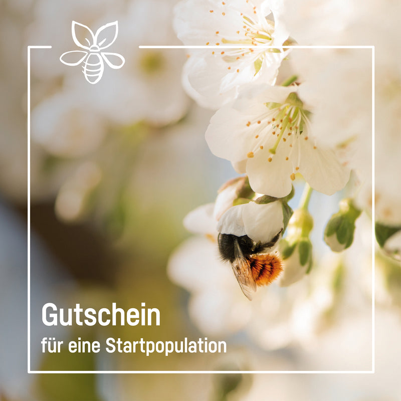 Gutschein für Mauerbienenkokons