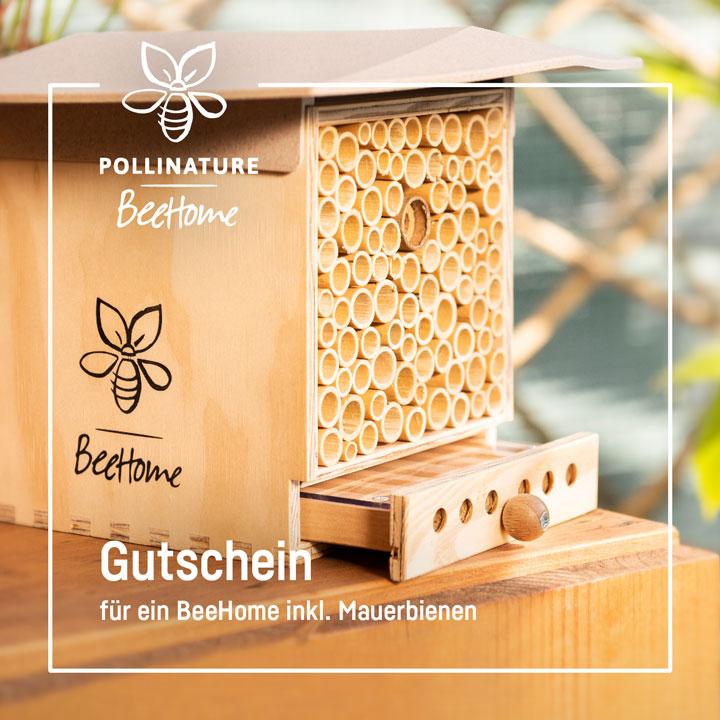 Gutschein BeeHome Observer