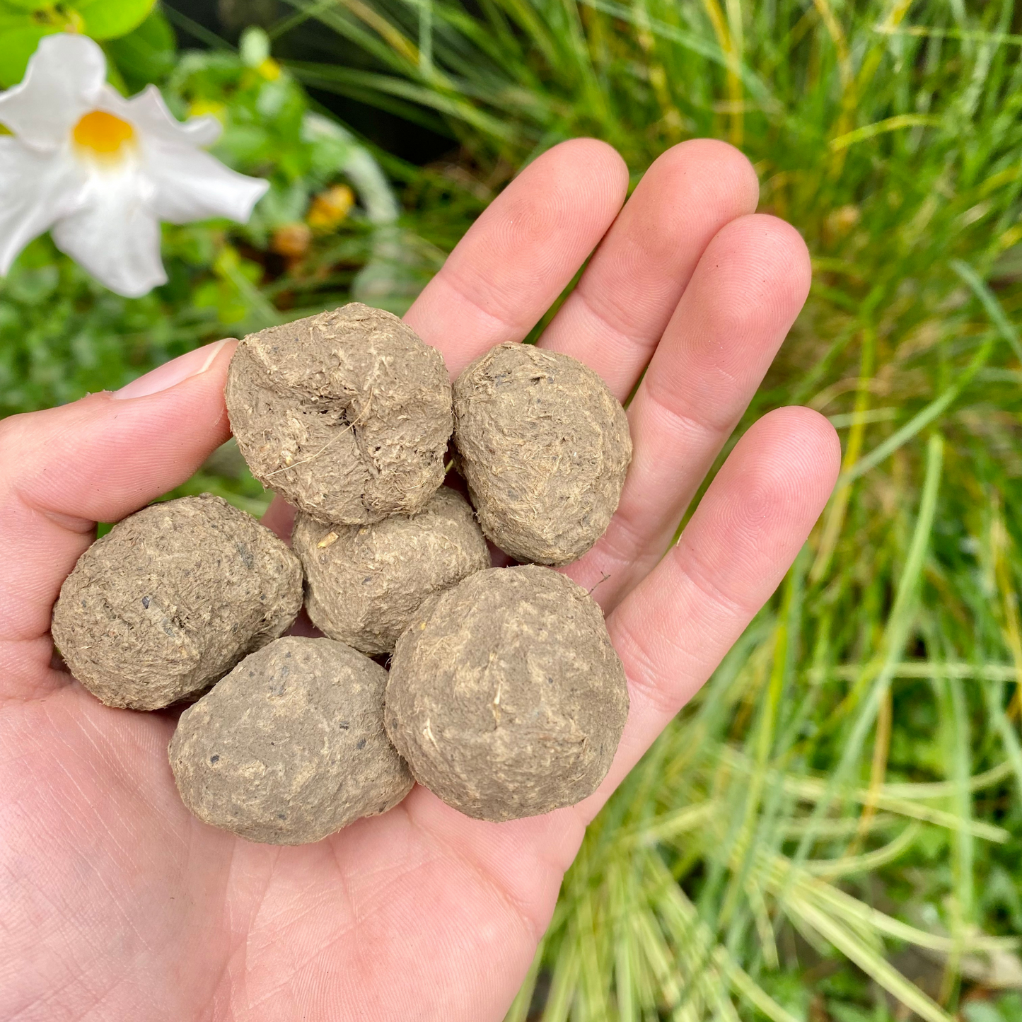 
                  
                    6 Seedballs “Wilde Wiese”
                  
                